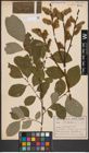 Foto von Salix caprea L.